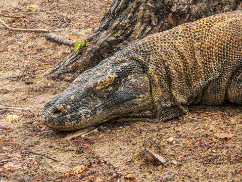Komodo Dragon, Indonesia's endemic prehistoric animal living in its natural habitat in the islands of Komodo, Rinca, Flores, and Gili Motang, within the Indonesian archipelago.