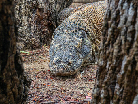 Komodo Dragon, Indonesia's endemic prehistoric animal living in its natural habitat in the islands of Komodo, Rinca, Flores, and Gili Motang, within the Indonesian archipelago.