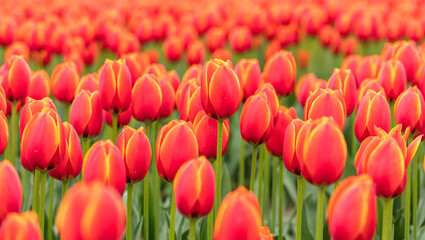 a field of red tulips