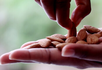 holding an almond in one hand while picking up an almond with the other hand