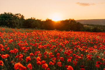 Field poppies sunset light banner. Red poppies flowers bloom in meadow. Concept nature, environment, ecosystem.