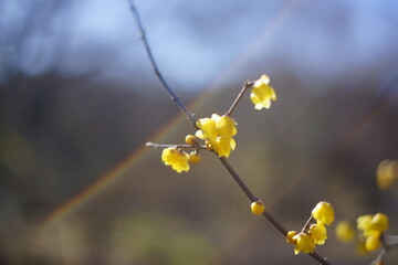 the arrival of spring
