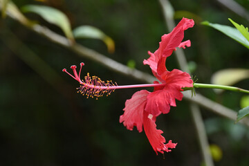 beautiful red hibiscus flower