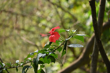 beautiful red hibiscus flower