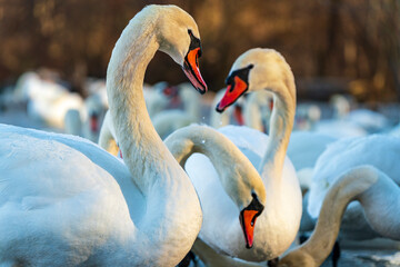 White Swan family at the Munich Isar winter phase
