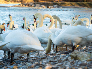White Swan family at the Munich Isar winter phase