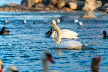White Swan family at the Munich Isar winter phase