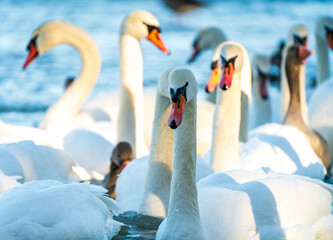White Swan family at the Munich Isar winter phase