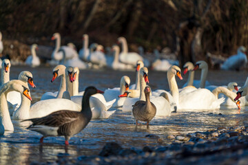 White Swan family at the Munich Isar winter phase
