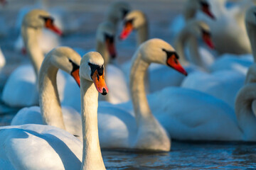 Obraz premium White Swan family at the Munich Isar winter phase