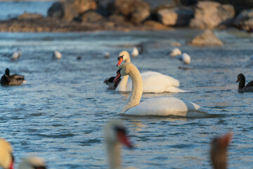 White Swan family at the Munich Isar winter phase