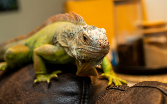 green iguana in the room in daylight