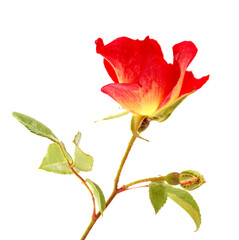 single red and yellow bush rose flower isolated on white background