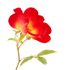 single red and yellow bush rose flower isolated on white background