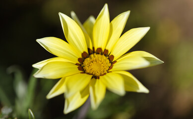 Flowering Gazania rigens, treasure flower, natural macro floral background
