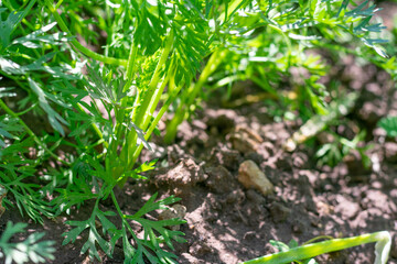 Green carrot growing on garden bed summertime, young plants. Harvesting, cultivation organic vegetables,superfood