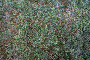 Ambrosia salsola, cheesebush, winged ragweed, burrobush, white burrobrush, and desert pearl,  a species of perennial shrub in the family Asterace. Joshua Tree National Park，Riverside County，California