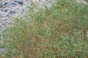 Ambrosia salsola, cheesebush, winged ragweed, burrobush, white burrobrush, and desert pearl,  a species of perennial shrub in the family Asterace. Joshua Tree National Park，Riverside County，California