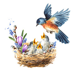 Nest with chicks and spring flowers. Spring card concept. Watercolor hand drawn illustration isolated on the white background