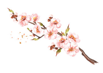 Spring blooming sakura branch. Watercolor hand drawn illustration, isolated on white background