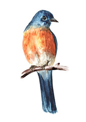 Bird sitting on a branch. Spring card concept. Watercolor hand drawn illustration, isolated on the white background