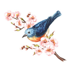 Bird sitting on a cherry blossom branch. Spring card concept. Watercolor hand drawn illustration, isolated on the white background