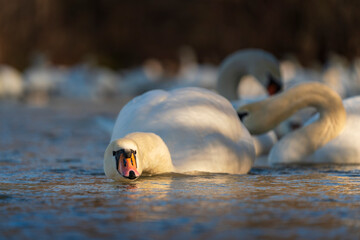 Swans drink water from crystal clean Isar lake water during winter time