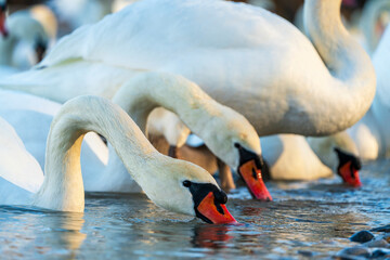 Swans drink water from crystal clean Isar lake water during winter time