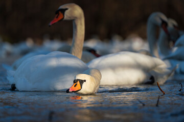 Swans drink water from crystal clean Isar lake water during winter time