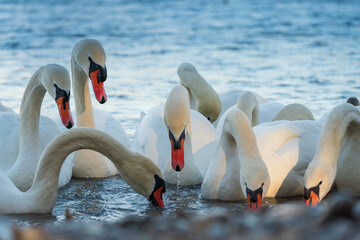 Swans drink water from crystal clean Isar lake water during winter time
