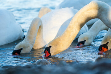 Swans drink water from crystal clean Isar lake water during winter time