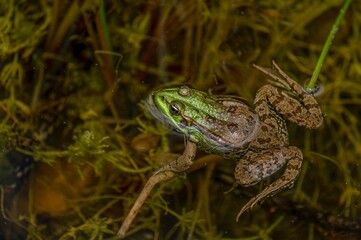 Frog in water. Pool frog swimming in water. Pelophylax lessonae. European frog.