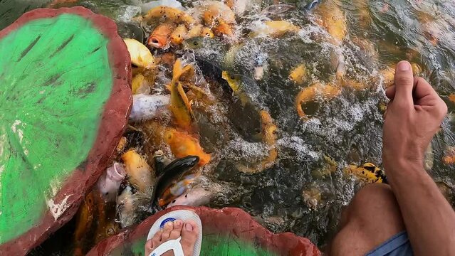 Young man on pond step stone feeding Koi fish crowding for food, POV