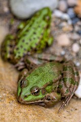 Frog in water. Pool frog resting. Pelophylax lessonae. European frog.