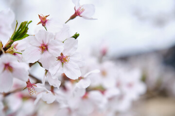 Close up view of the last sakura flowers and first leaves in a cherry tree in spring at Japan.