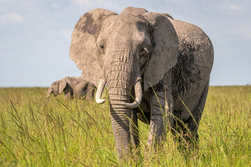 Naklejka na ściany i meble Elephant ( Loxodonta Africana), Olare Motorogi Conservancy, Kenya.