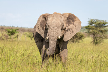 Elephant ( Loxodonta Africana) eating, Olare Motorogi Conservancy, Kenya.