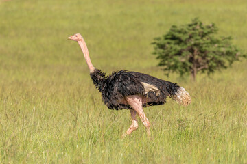Male masai ostrich (Struthio camelus massaicus), Olare Motorogi Conservancy, Kenya.