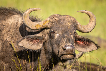 Head of a female cape buffalo ( Syncerus caffer), Olare Motorogi Conservancy, Kenya.