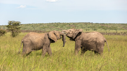 Naklejka na ściany i meble Elephants ( Loxodonta Africana) playing, Olare Motorogi Conservancy, Kenya.