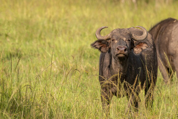 Female cape buffalo ( Syncerus caffer) smelling, Olare Motorogi Conservancy, Kenya.