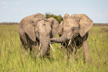 Elephants ( Loxodonta Africana) playing, Olare Motorogi Conservancy, Kenya.