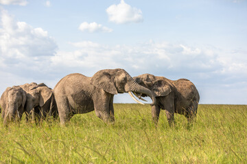 Elephants ( Loxodonta Africana) playing, Olare Motorogi Conservancy, Kenya.