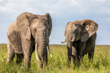 Two elephants ( Loxodonta Africana) with big tusks, Olare Motorogi Conservancy, Kenya.