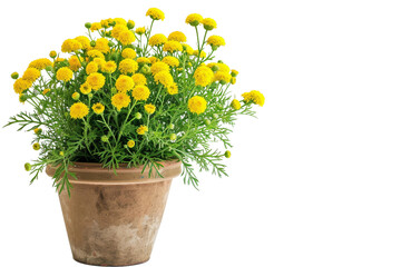 Tansy Plant in a Pot on Transparent Background
