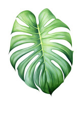 Dark green leaves of monstera or split-leaf philodendron (Monstera deliciosa)