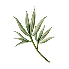 Simple branch with long green leaves of eucalyptus or oleander watercolor illustration isolated on white background for wedding and invitations in floral style