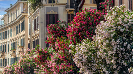 Fototapeta na wymiar Lauriers roses dans les rues de Rome en Italie