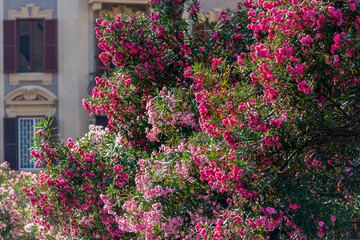 Lauriers roses dans les rues de Rome en Italie