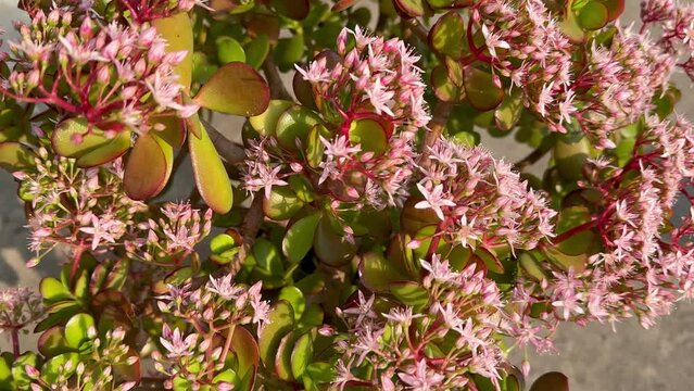 Flowering bush of Crassula ovata jade plant closeup